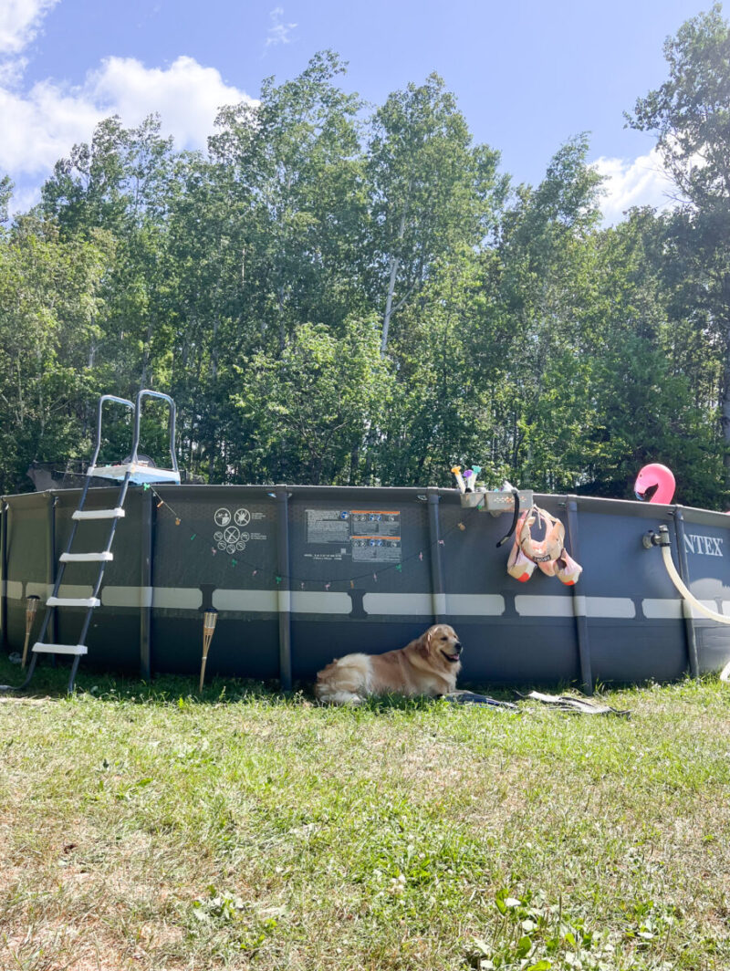 Golden Retriever Dog in backyard beside our landscaped 24ft Intex Ultra XTR above ground swimming pool